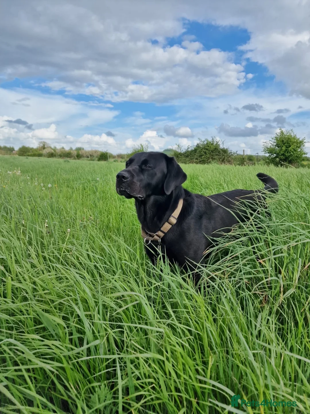 Labrador Retriever dogs for stud: Beautiful black lab for stud - Advert 2