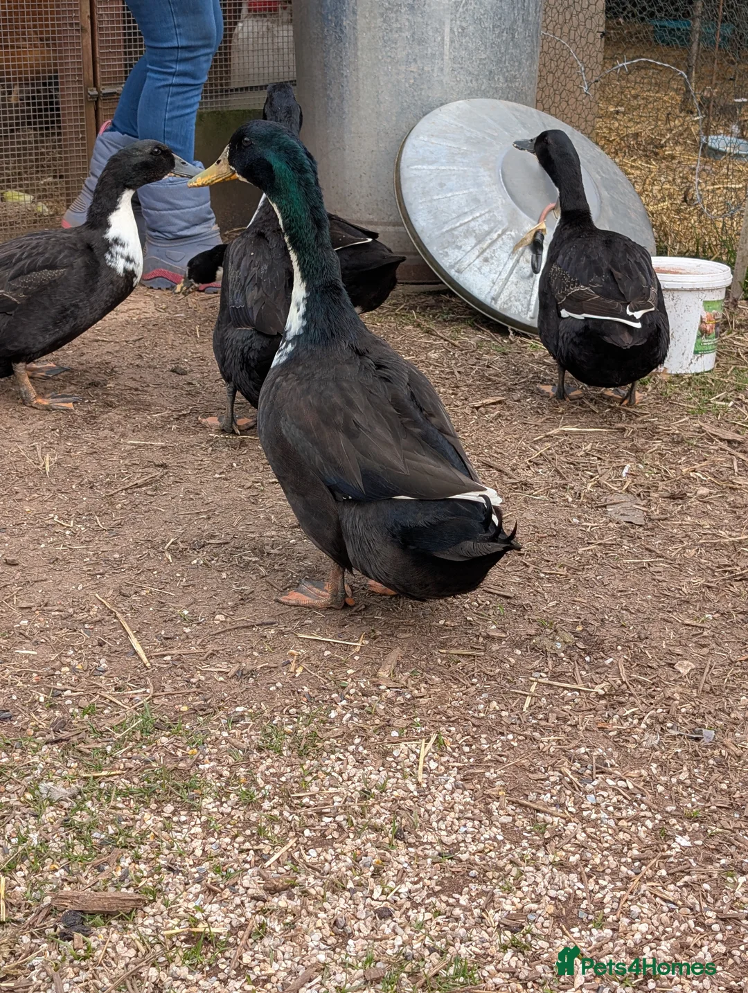 Ducks poultry for sale: Gorgeous Khaki Campbell cross Aylesbury drake - Advert 2
