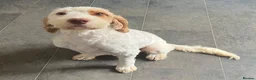 Cockapoo dogs for sale: Absolutely beautiful girl - Advert 6