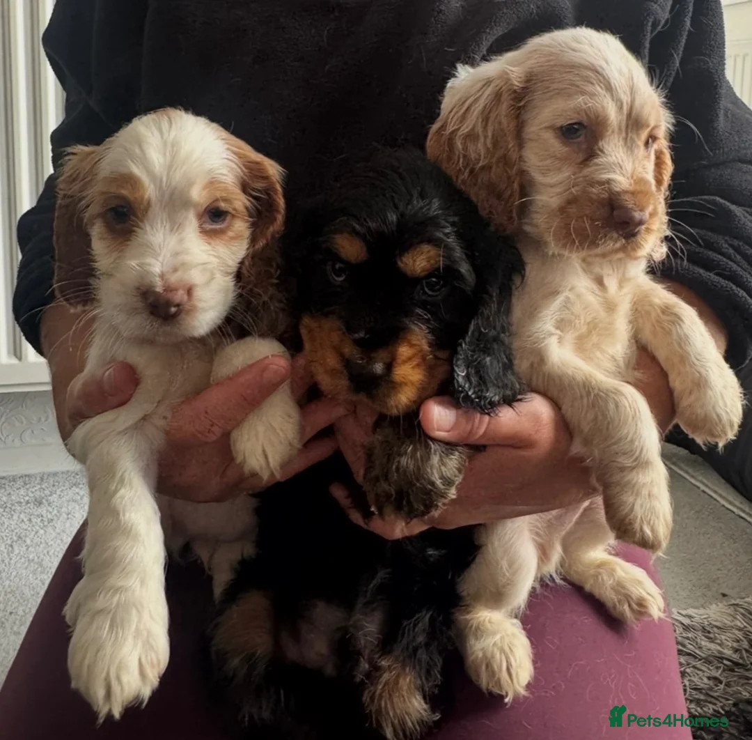 Cocker Spaniel dogs for sale: Adorable Show cockers - Advert 2