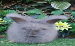 Angora rabbits for sale: 2 Beautiful Angoras Ready Now  - Image 4