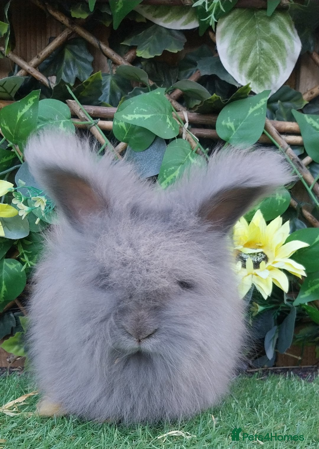 Angora rabbits for sale: 2 Beautiful Angoras Ready Now  - Image 4