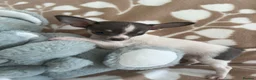 Chihuahua dogs for sale: Chihuahua puppies - Advert 8