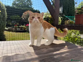 Exotic cats Gorgeous Red Tabby/White Exotic Boy - Advert 3