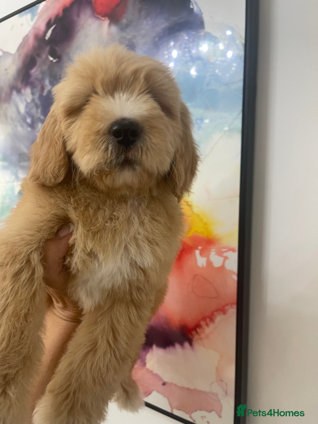 Goldendoodle dogs for sale: Medium and Miniature Doodles Licensed and Tested - Image 30
