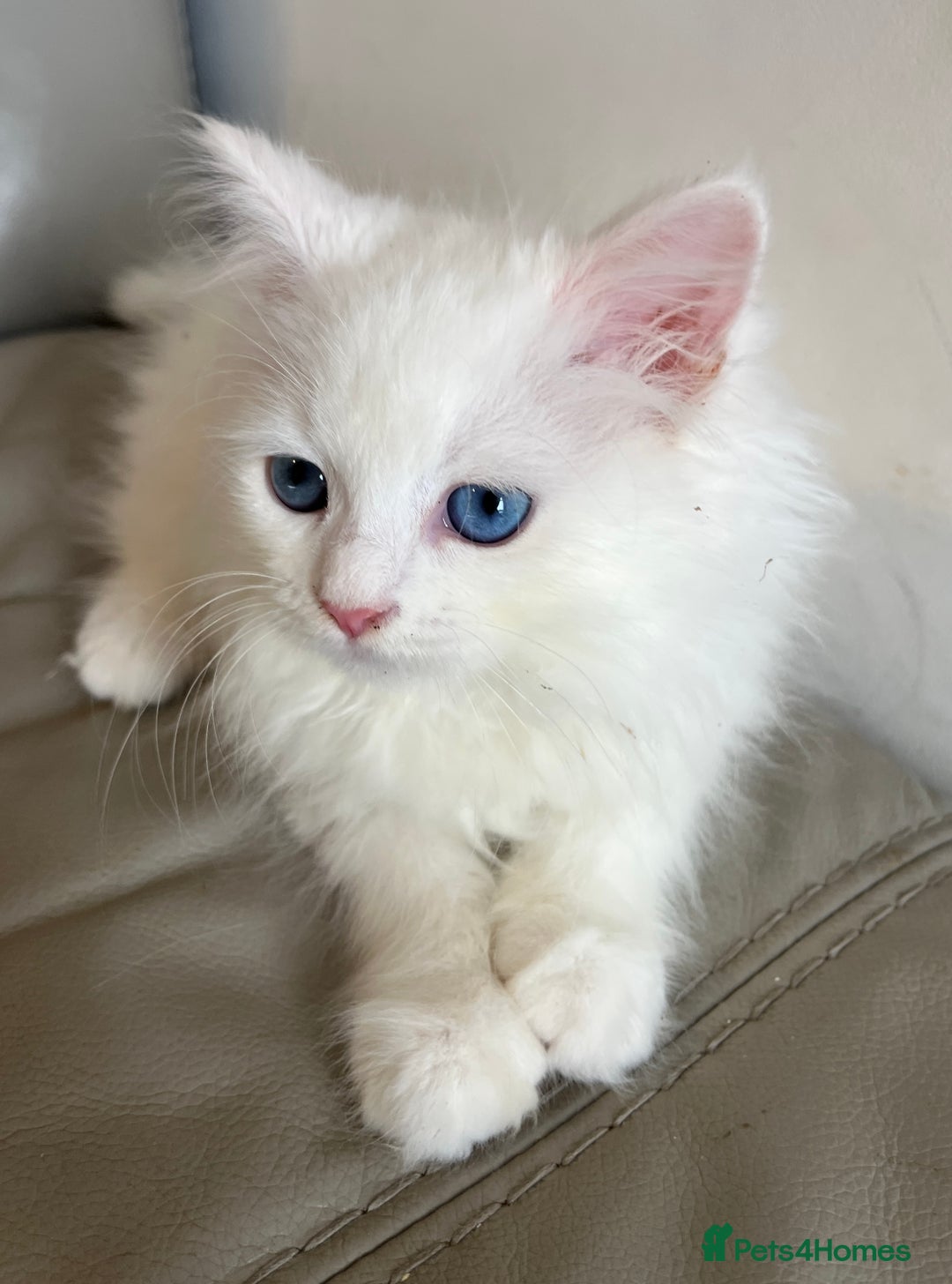 Siberian cats for sale: Pure White Siberian kittens. Ready Now.  - Image 14