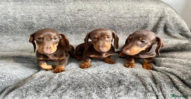 Dachshund dogs - Advert 4