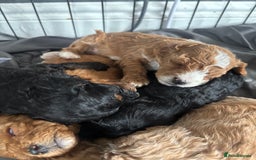 Cockapoo dogs for sale: Stunning cockapoodles  - Image 7