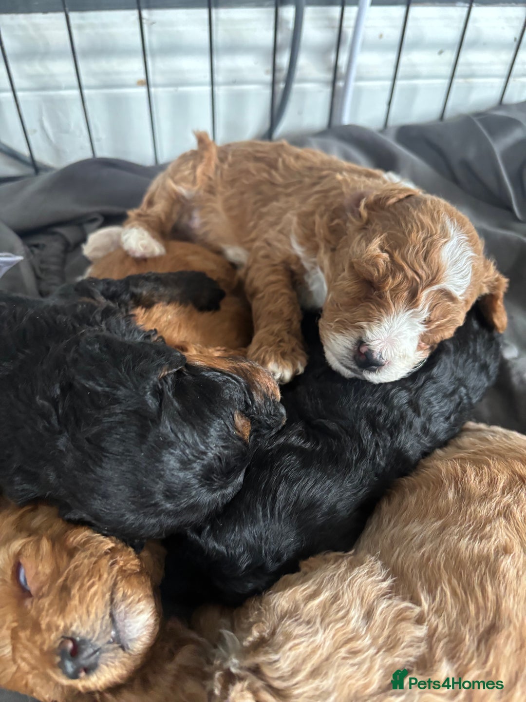 Cockapoo dogs for sale: Stunning cockapoodles  - Image 7