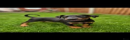 Dobermann dogs for sale: REDUCED!!Outstanding European Dobermanns for sale* - Advert 2