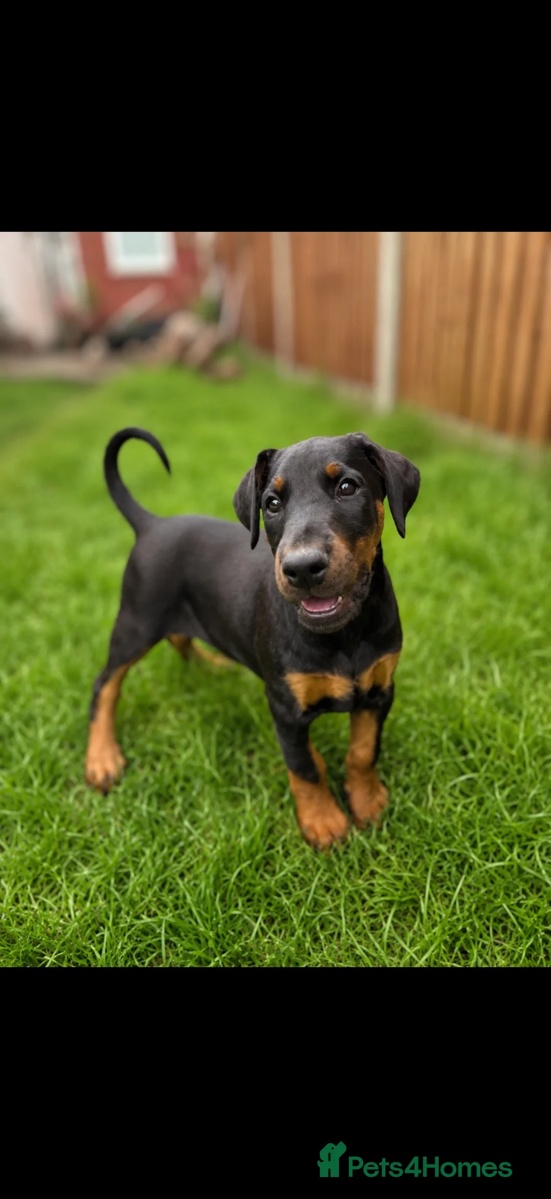 Dobermann dogs for sale: REDUCED!!Outstanding European Dobermanns for sale* - Advert 2