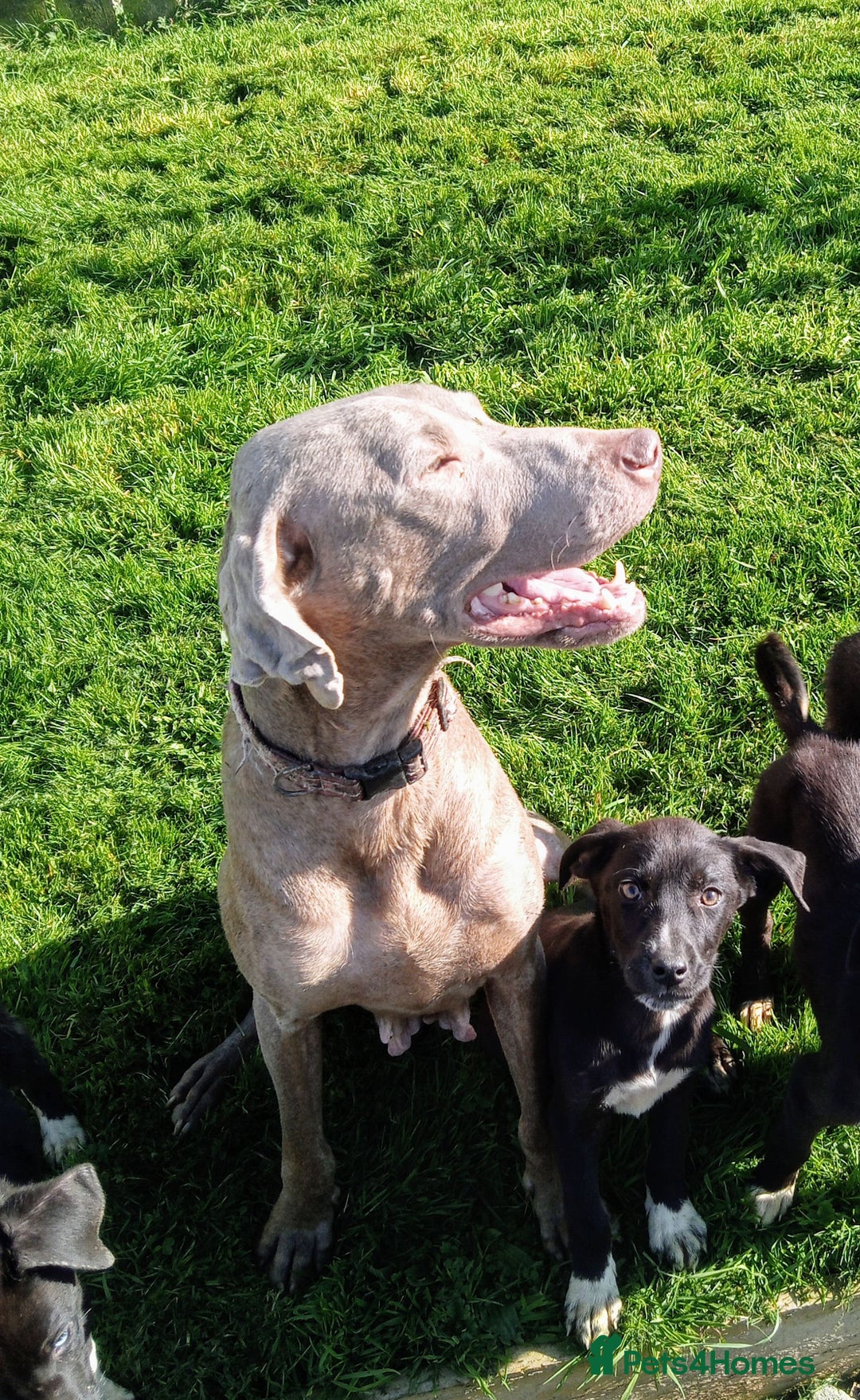 Mixed Breed dogs for sale: Bouncy beautiful puppies  - Image 8