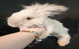 Angora rabbits for sale: Poor little man... - Image 15