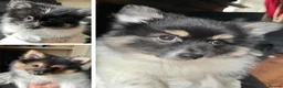 Mixed Breed dogs for sale: Gorgeous Pomeranian × Japanese Spitz Puppies in Falkirk - Advert 35
