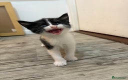 Domestic Shorthair cats for sale: 5 beautiful Domestic shorthair kittens - Image 2