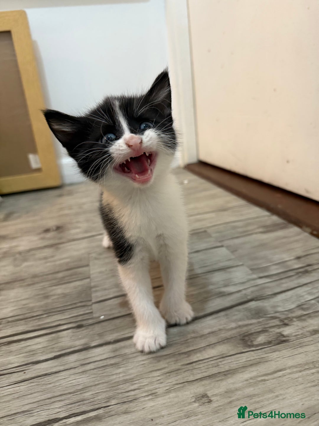 Domestic Shorthair cats for sale: 5 beautiful Domestic shorthair kittens - Image 2