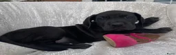 Great Dane dogs for sale: Great Dane puppies - Advert 4