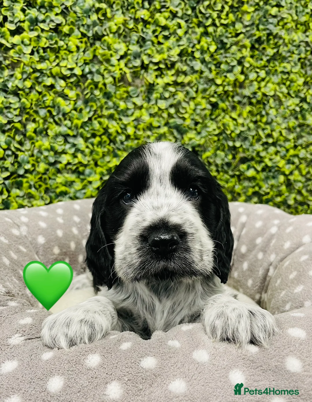 Cocker Spaniel dogs for stud: 🧡🧡 KC REG Stud Orange Roan Show Cocker Spaniel in Northallerton - Advert 32