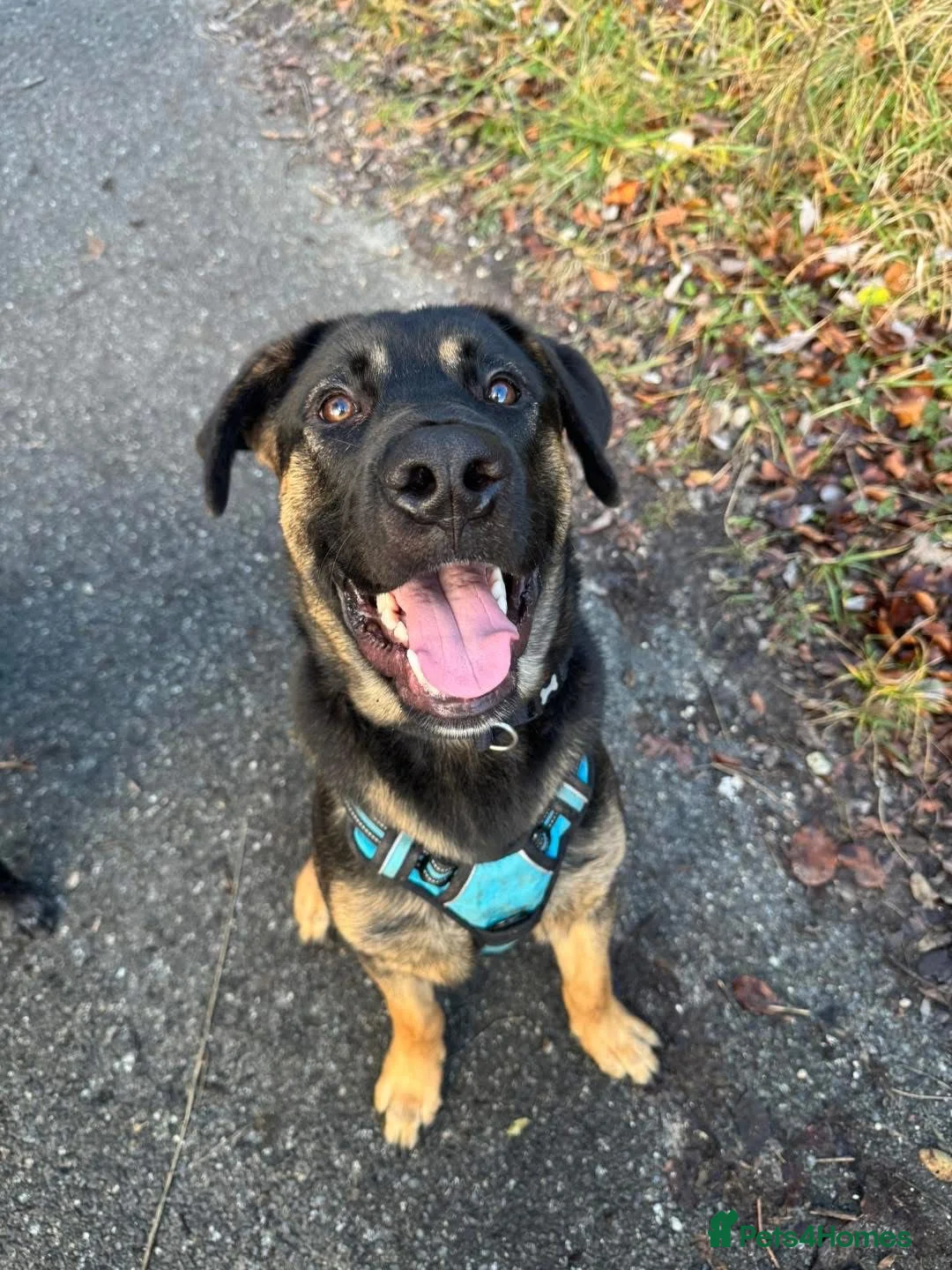 Mixed Breed dogs for sale: Louis  - Advert 2