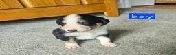 Border Collie dogs for sale: 🔥Unique tri border collie pups 🔥 - Advert 3