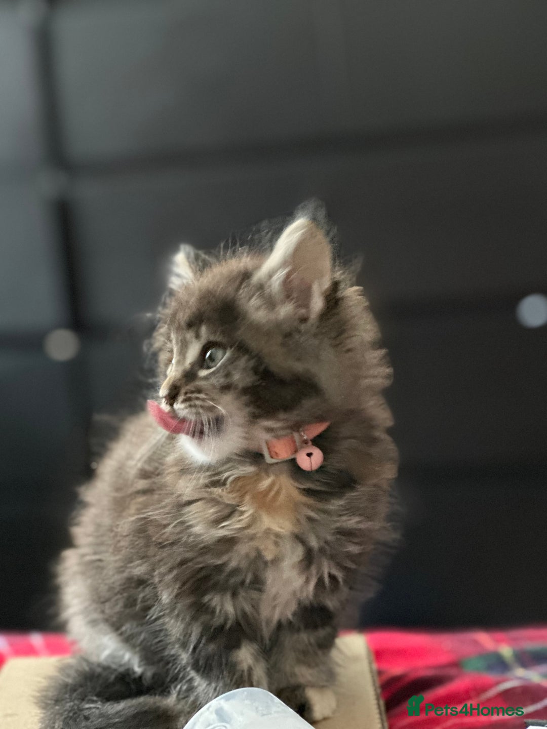 Maine Coon cats for sale: Mainecoon little lady ready for new home - Advert 14