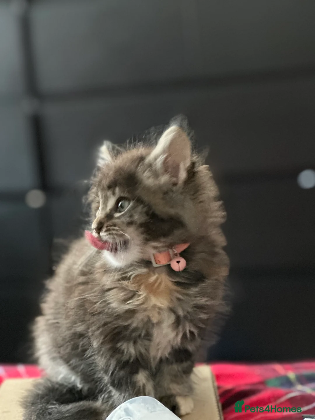 Maine Coon cats for sale: Mainecoon little lady ready for new home - Advert 14