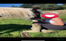 Irish Cob horses for sale: 🌸💖luna🌸💖 - Image 4