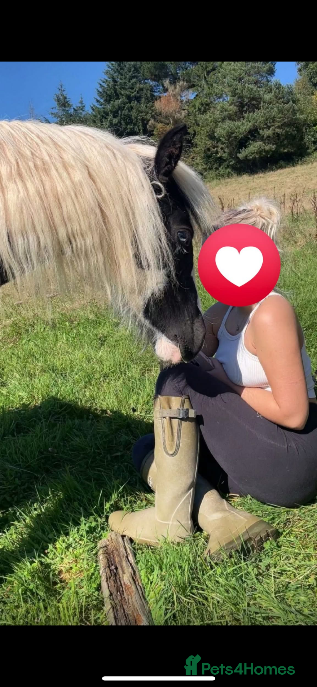 Irish Cob horses for sale: 🌸💖luna🌸💖 - Image 4