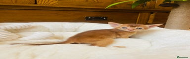 Abyssinian Kitten 2
