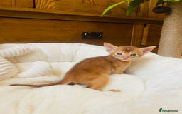 Abyssinian cats for sale: 🏆🥇🏵️Top Quality Champion Lines Abyssinian - Image 4