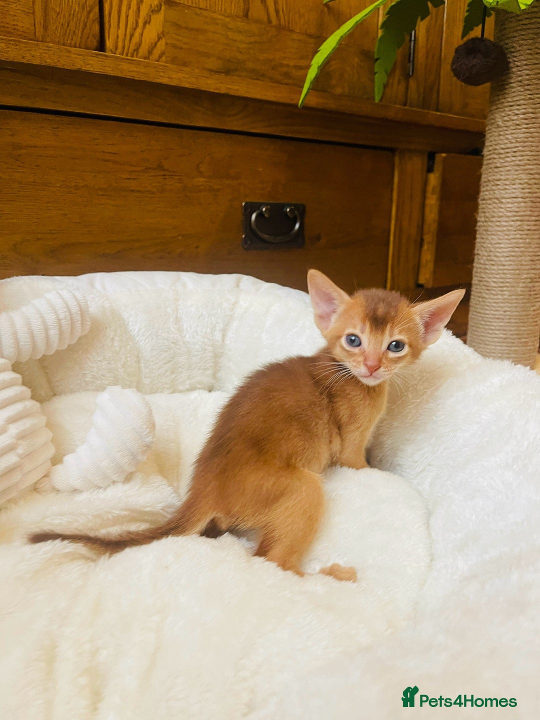 Abyssinian cats for sale: 🏆🥇🏵️Top Quality Champion Lines Abyssinian - Image 4