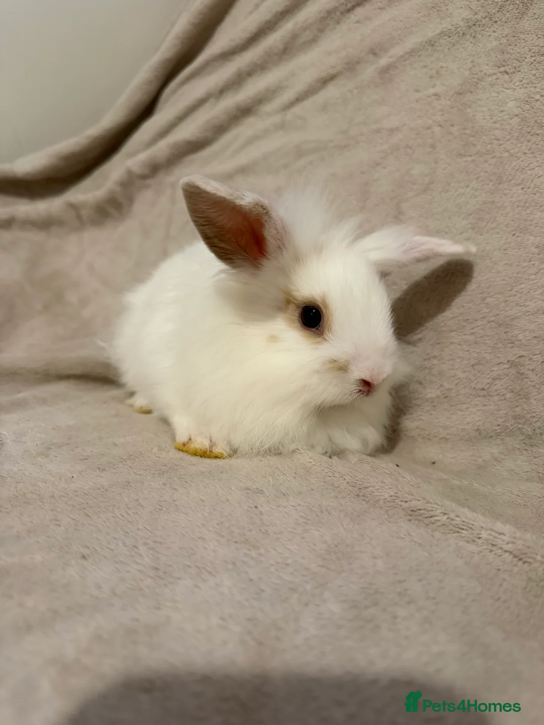 Lionhead rabbits for sale: Lionhead babies for sale  - Advert 3