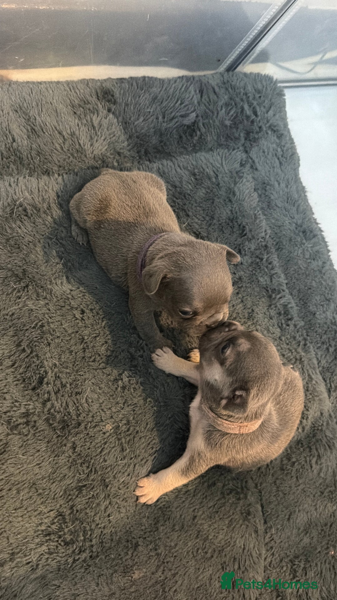 French Bulldog dogs for sale: French bulldog puppies  - Advert 13