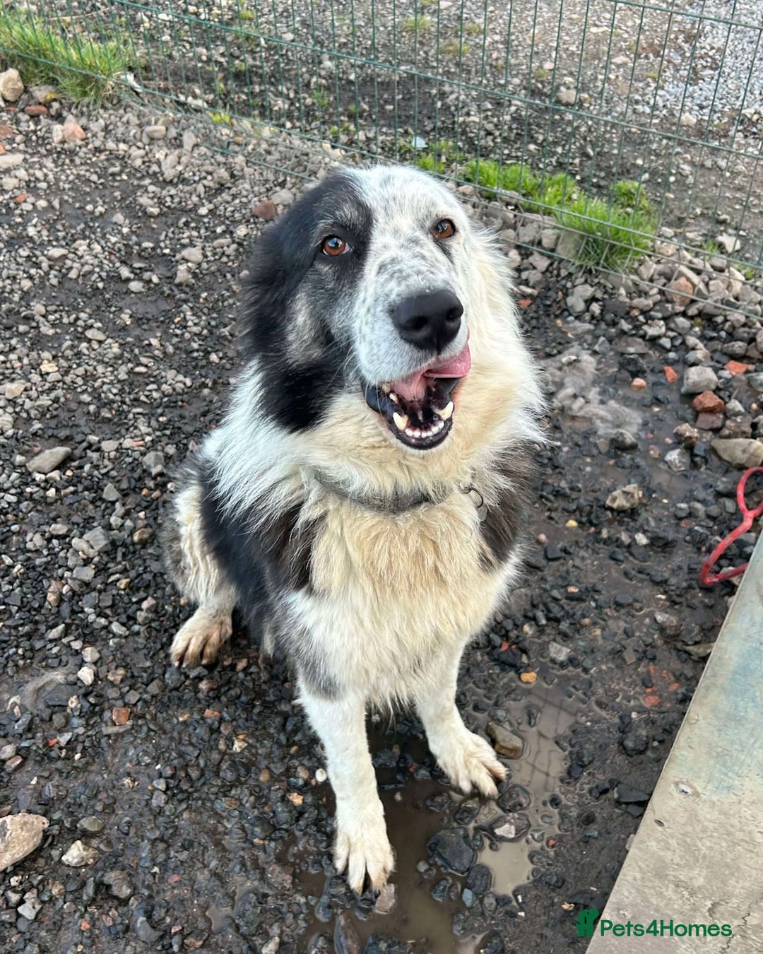 Mixed Breed dogs for adoption: BARNEY - Needs an Experienced Home - Image 8