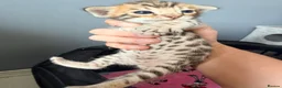 Mixed Breed cats for sale: Beautiful seal mink colour bengal kittens  - Advert 11