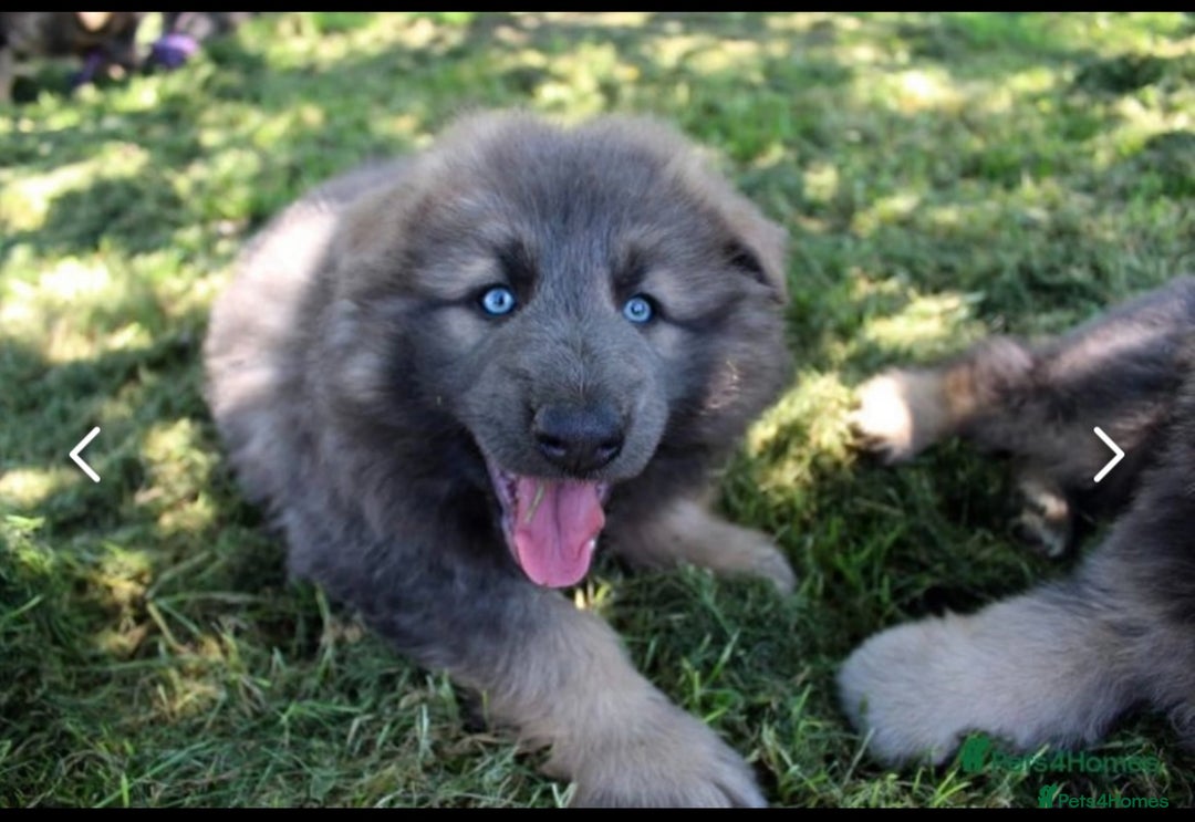 German Shepherd dogs for sale: 💙KC health tested parents 💙 - Advert 17