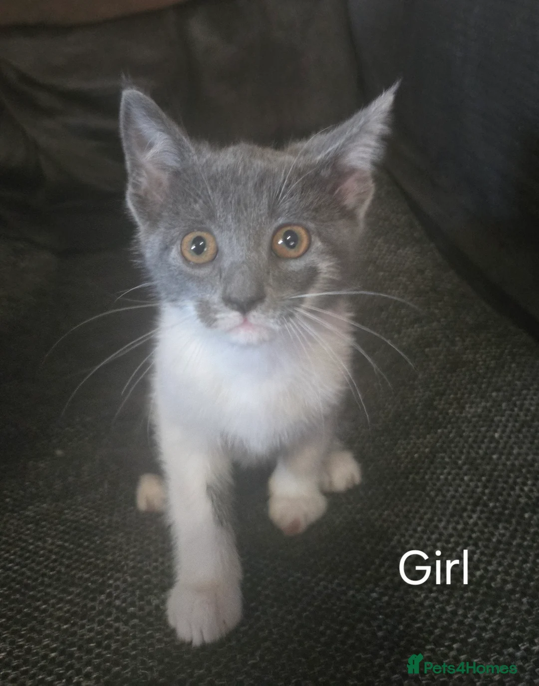 Mixed Breed cats for sale: 6 kittens for sale - Advert 2