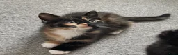 Mixed Breed cats for sale: Mixed RagdollxDomestic Long Hair Kittens in Hatfield - Advert 8