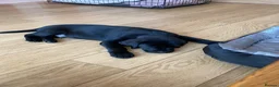 Labrador Retriever dogs for stud: KC Black Labrador available for Stud - Advert 3