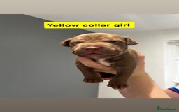 Mixed Breed dogs for sale: Staffy mix pups  - Image 3