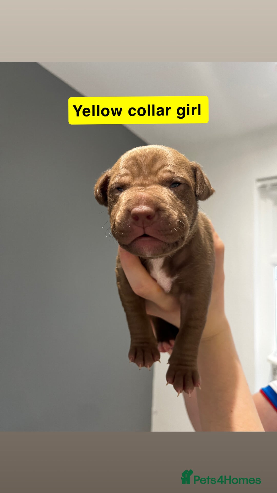 Mixed Breed dogs for sale: Staffy mix pups  - Image 3