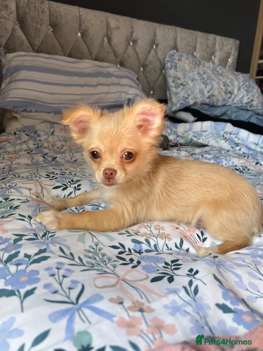 Chihuahua dogs for sale: Stunning cream & white chihuahua boy - Advert 16