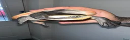 Turtle reptiles for sale: 2x Orange belly side neck with full setup - Advert 10