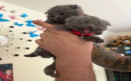 Scottish Fold cats for sale: Scottish fold - Image 8