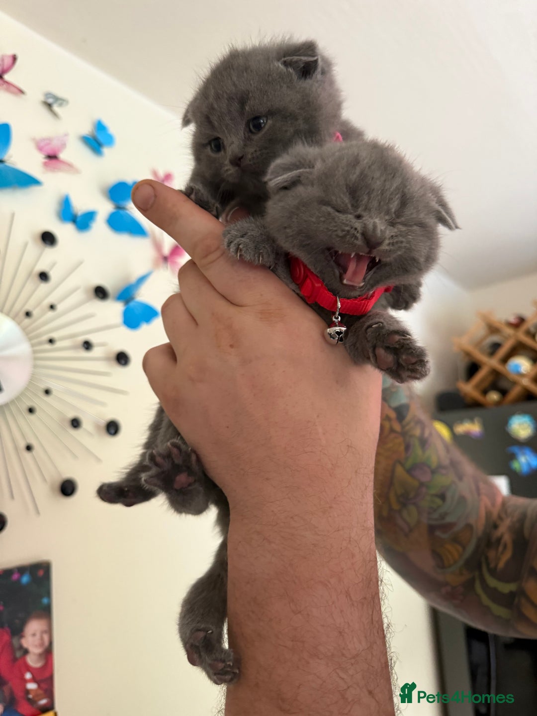 Scottish Fold cats for sale: Scottish fold - Image 8
