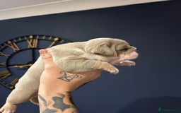 Mixed Breed dogs for sale: English bulldogs  - Advert 5