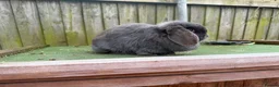 Mini Lop rabbits for sale: stunning  blue mini lop doe - Advert 6