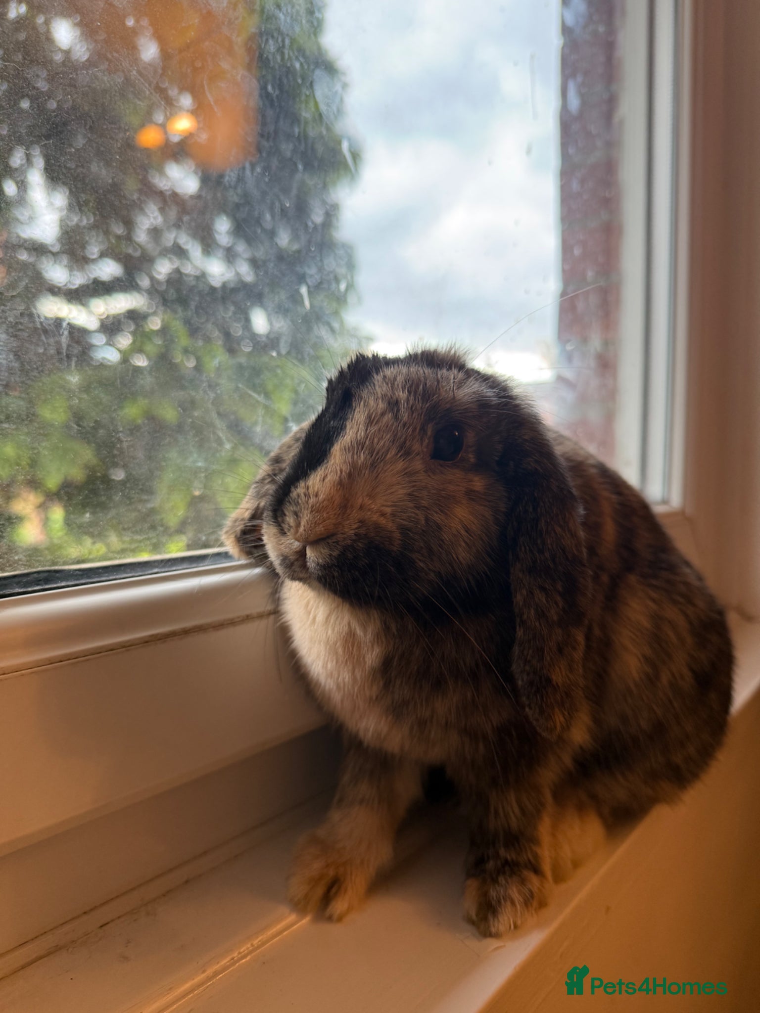French Lop rabbits French Lop female bunny - Advert 1