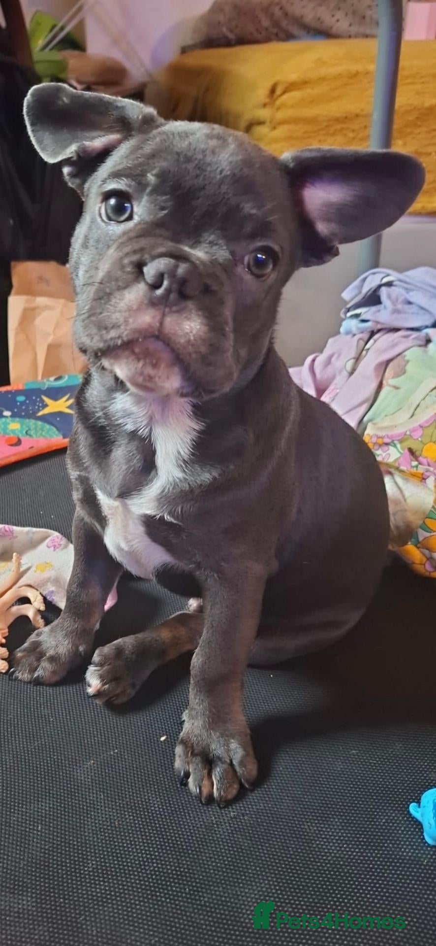 French Bulldog dogs Gorgeous french bulldog puppy for a new family - Advert 2