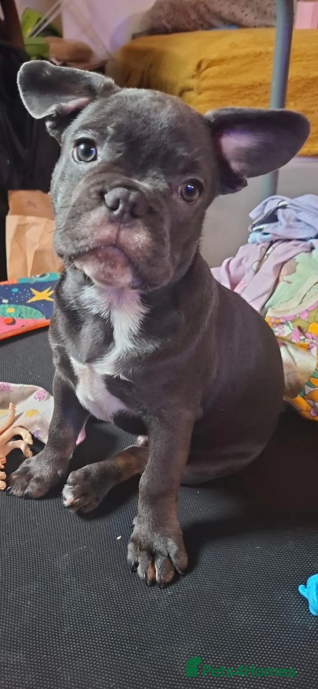 French Bulldog dogs for sale: Gorgeous french bulldog puppy for a new family - Advert 1